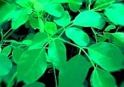 Moringa Nutritional Compounds -Moringa Miracle Tree