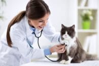 Veterinary-Assistant-content.image