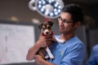 Veterinary-Assistant-content.image_.man-puppy