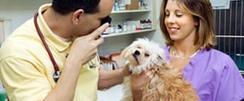 Veterinary Assistant - Online Courses Veterinary Assistant - Online Courses