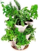 Seeds _assorted-stackers_WheatgrassKits Seeds _assorted-stackers_WheatgrassKits